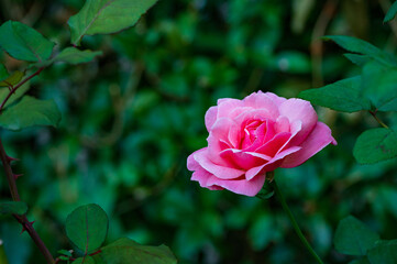 Obraz na płótnie Canvas ピンク系のバラ