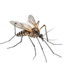 Aedes mosquitoes are vectors of malaria on PNG transparent background