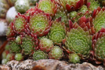 rojnik adelaar Sempervivum