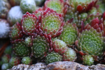 rojnik adelaar Sempervivum