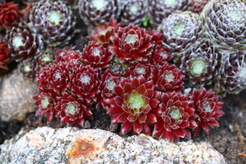 rojnik adelaar Sempervivum