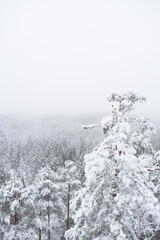 Winter scene on a foggy day from Repovesi National Park Finland.