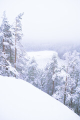 Winter scene on a foggy day from Repovesi National Park Finland.