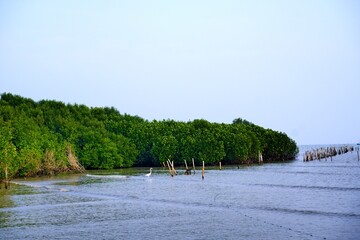 Coastal areas that have mangrove forest tourism potential.  However, most of the mangrove forests...
