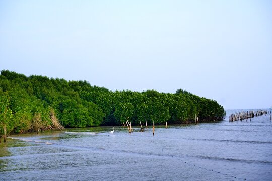 Coastal areas that have mangrove forest tourism potential.  However, most of the mangrove forests have been converted into fish and seaweed ponds