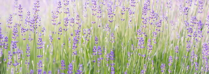 Lavender flowers blooming in the lavender field. Soft focus