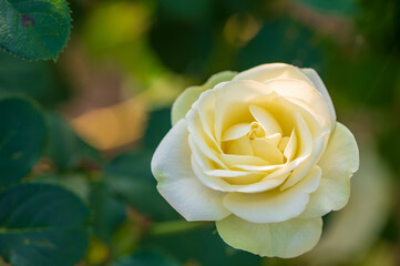 黄色系のバラ