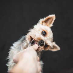 Hund / füttern / Leckerchen 