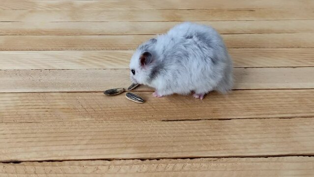 Gray Syrian hamster is eating sunflower seeds