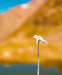 Leontopodium alpinum, Edelweiss, at the famous Kaunertal Glacier Road, Landeck, Tyrol, Austria