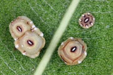 Fig wax scale (scientific name: Ceroplastes rusci, Coccidae). Insect reported as a significant pest...