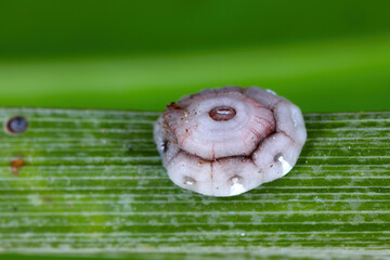 Fig wax scale (scientific name: Ceroplastes rusci, Coccidae). Insect reported as a significant pest of citrus and many other crops and ornamental plants.
