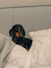 Handsome dachshund dog laying on bed