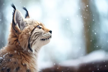 Gordijnen lynx with snow-dusted fur © stickerside