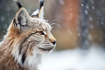 Fotobehang lynx with snow-dusted fur © stickerside
