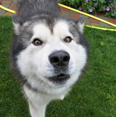 Close-up portrait of a Malamute dog.