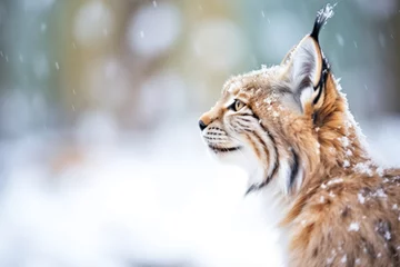 Fotobehang lynx pausing in snow, breath visible in crisp air © stickerside