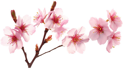 Set of beautiful cherry blossom flowers isolated on transparent background.