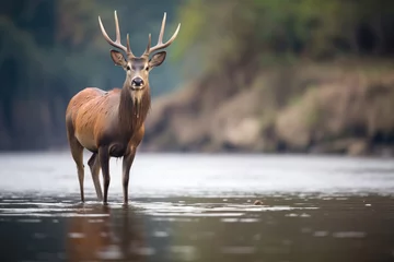 Crédence de cuisine en verre imprimé Antilope waterbuck standing on river island
