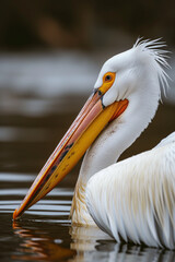Pelicano-branco (Pelecanus onocrotalus) na natureza - Fundo de tela