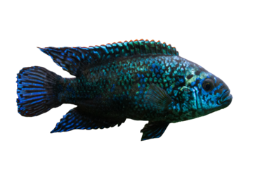 Freshwater fish Jack Dempsey Electric Blue isolated