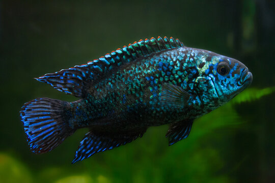 Freshwater fish Jack Dempsey Electric Blue