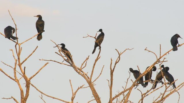 flock of little black cormorant  perch on a dry tree against sunset sky.Their activities are spread wings, sun bathing and flutter wings.