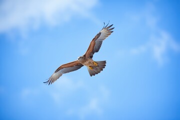 close-up of a buzzard in flight, clear blue sky
