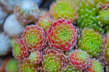 rojnik Adelaar Sempervivum