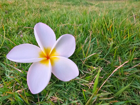 A white plumeria on the green grass in the park