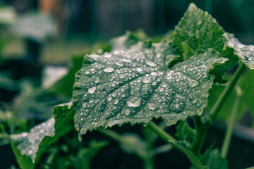super close up of water droplets on a dark green cucumber plant leaf with a beautiful bokeh, blurry background.