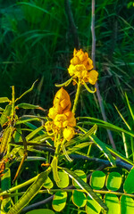 Tropical plants Trees Foliage and flowers in Puerto Escondido Mexico.