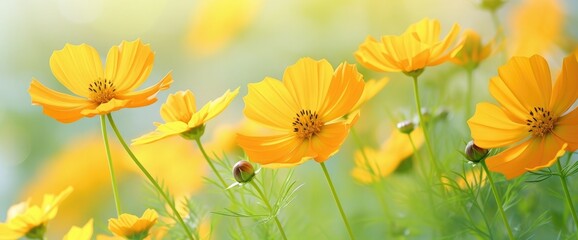 Beautifully blooming yellow cosmos flowers close up on a green background and the warmth of natural light.