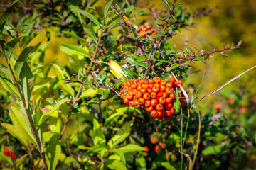 Wild mountain sea buckthorn in bright autumn colors