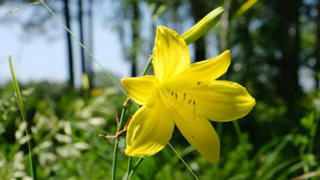 Meadow beautiful yellow flowers daylilies. Blooming Hemerocallis lilioasphodelus. Yellow forest day lily	