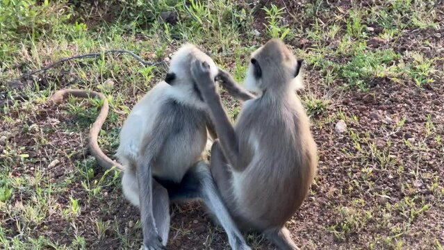 Tufted gray langur couple groom each others fur at Yala National Park, Sri Lanka