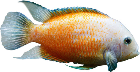 Freswater Fish Female White Convict isolated