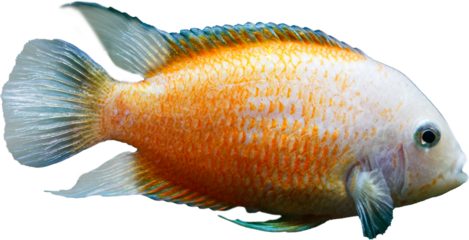 Freswater Fish Female White Convict isolated