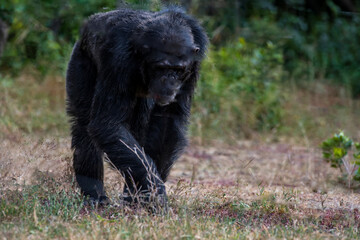 Chimpanzees in the last freedom?