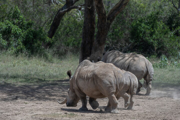 the last Rhinos in Africa are threatend with extinction