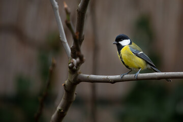 little yellow bird on a branch