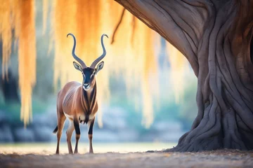 Fototapeten solitary roan antelope standing under acacia tree © stickerside