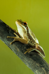 Montevideo Treefrog, Hyla Pulchela,  La Pampa, Patagonia,Argentina.