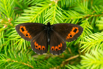 Weißbindiger Mohrenfalter (Erebia ligea) © Karin Jähne