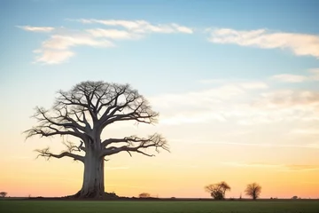 Fototapeten lone baobab tree silhouetted against sunset © stickerside