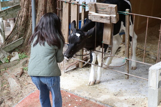 六甲山牧場で子牛にミルクを上げる女の子、子供、うしの保育園