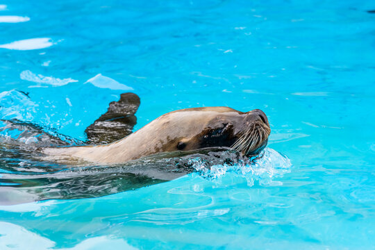 Close up detail of sea lion (Eumetopias jubatus) swimming in clear clean blue water