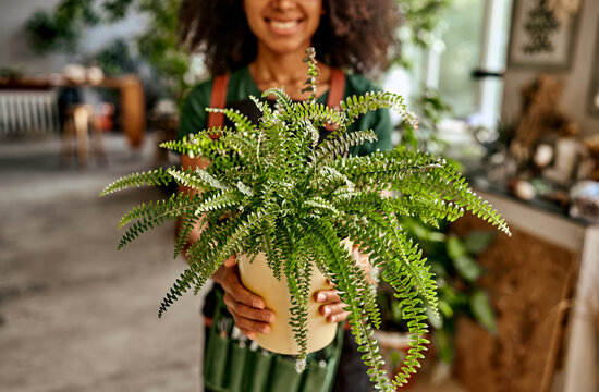 Small business. Close up of positive african american woman wearing black apron holding pot with lush nephrolepis fern while standing at flower shop. Evergreen domestic plant in female hands.