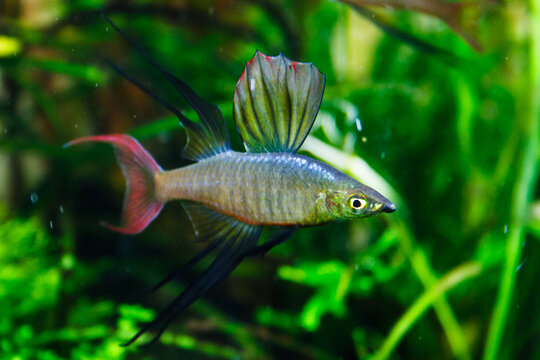 Freshwater Fish Iriatherina werneri threadfin rainbowfish