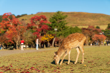 奈良公園の小鹿